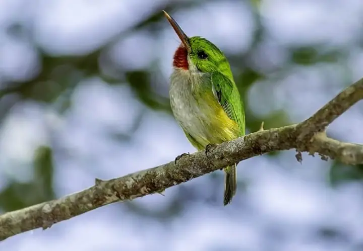 Bird Watching in Puerto Rico